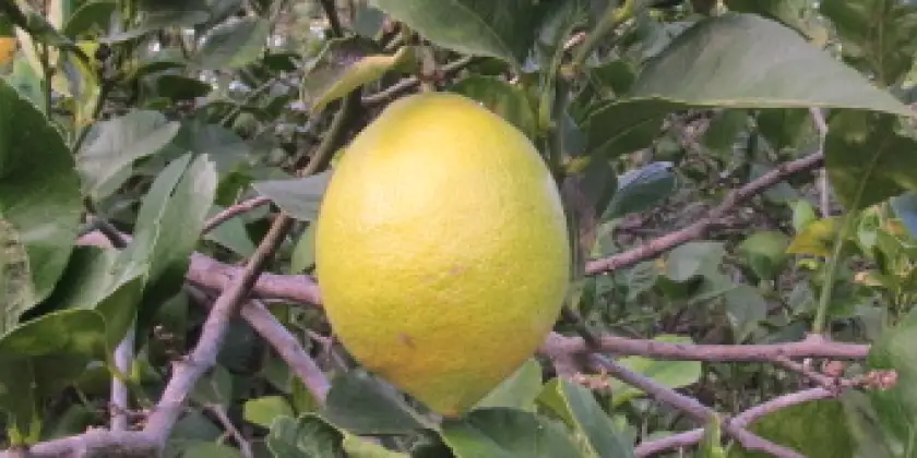 Lemons Eureka