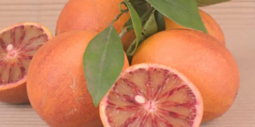 Blood oranges Sanguinelli