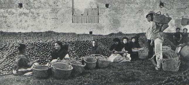 Women packing oranges (1)