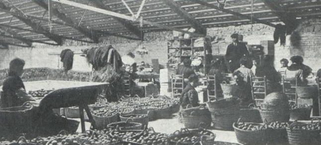 Women packing oranges (2)