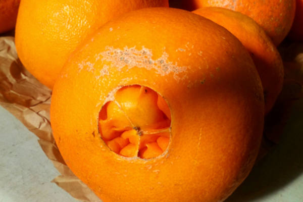 Ugly Oranges 1