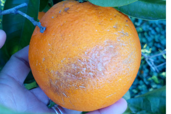 Ugly Oranges 2