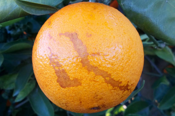 Ugly Oranges 2